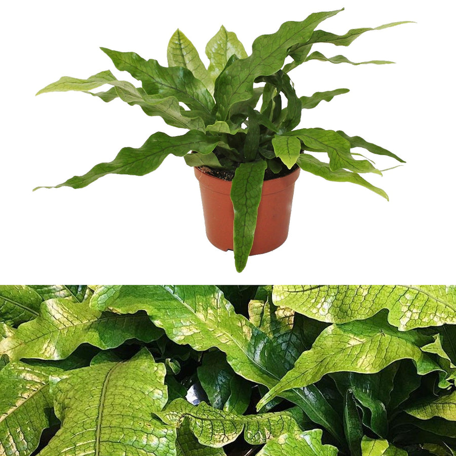 Microsorum Crocodyllus Fern in 12cm Pot crocodyle fern 2