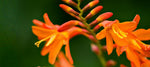 Crocosmia Collection Mix  4