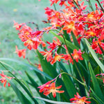 Crocosmia Plants Mix  3