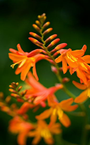 Crocosmia Collection Mix  3