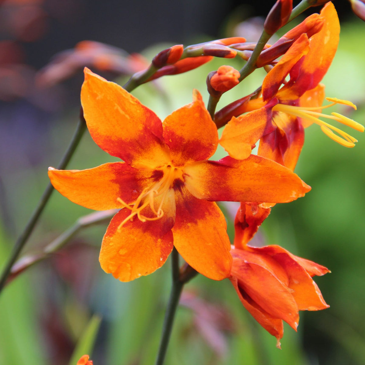 Crocosmia Emily McKenzie