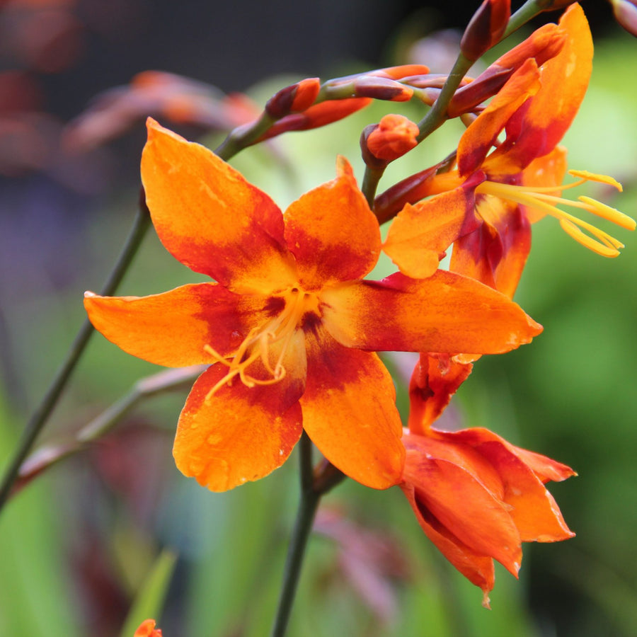 Crocosmia Emily McKenzie crocosmiaemilymck 1