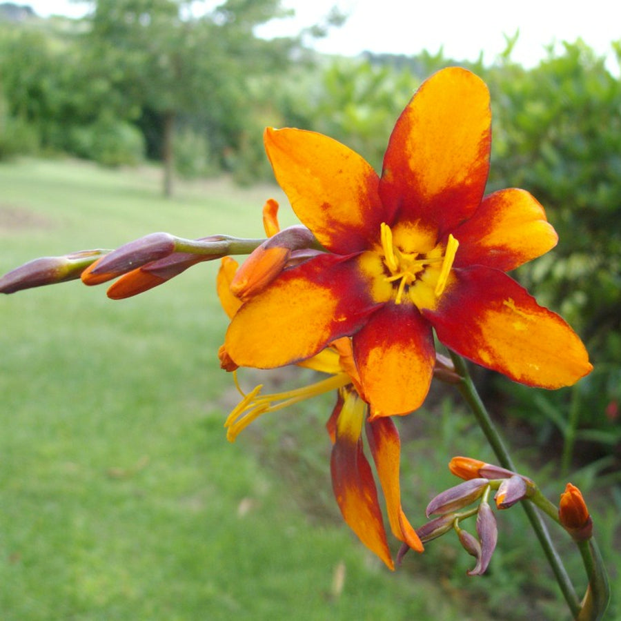 Crocosmia Emily McKenzie crocosmiaemilymck1 2