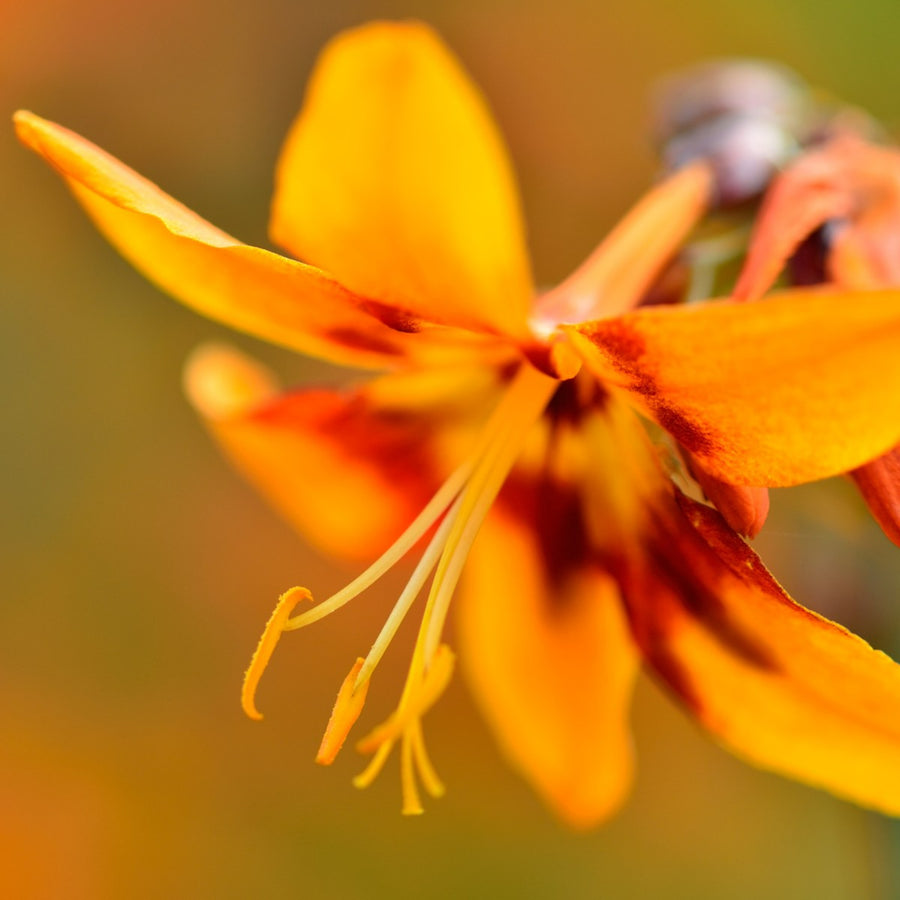 Crocosmia Emily McKenzie crocosmiaemilymck2 4