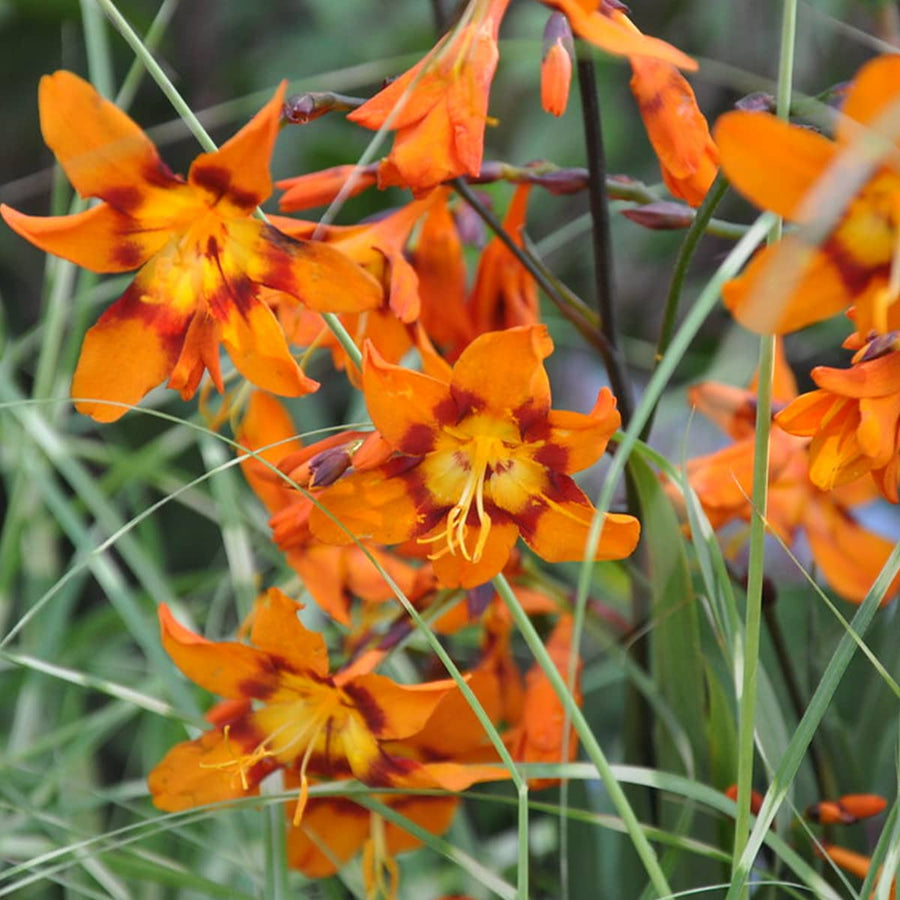 Crocosmia Emily McKenzie crocosmiaemilymck3 3