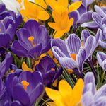 3 x Pots of Crocus Bulbs crocus-mixed-pkcromxd 4