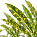 Croton Sunny Star  2