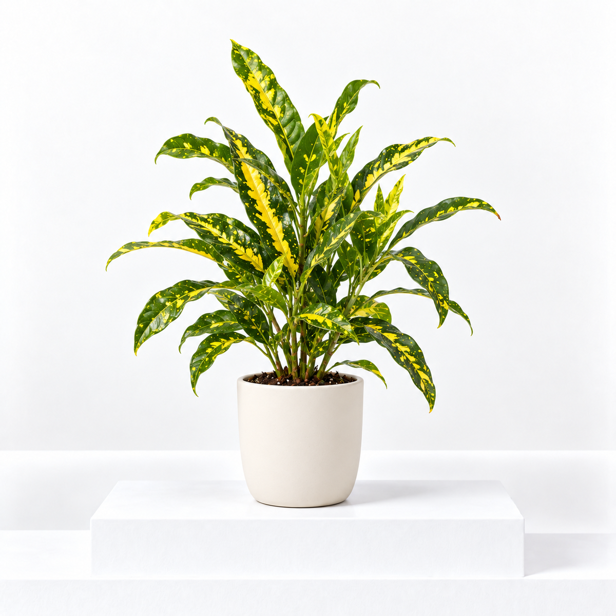 Croton Sunny Star