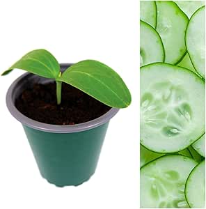 Cucumber Plants - Femspot  2