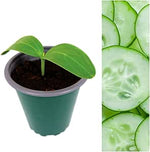 Cucumber Plants - Femspot  2