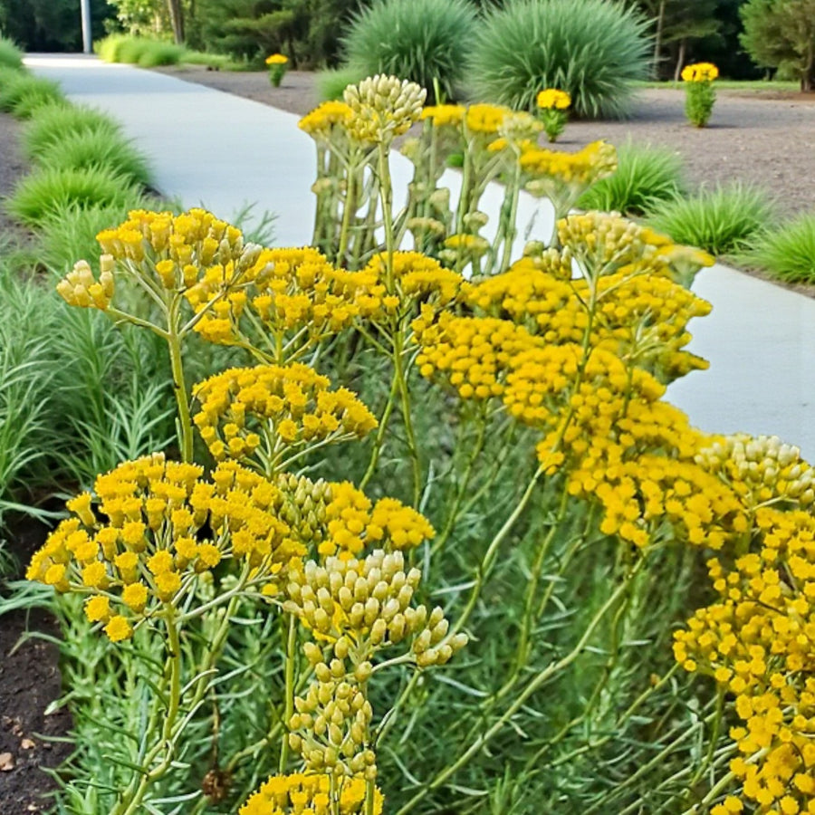 Curry Plant  3