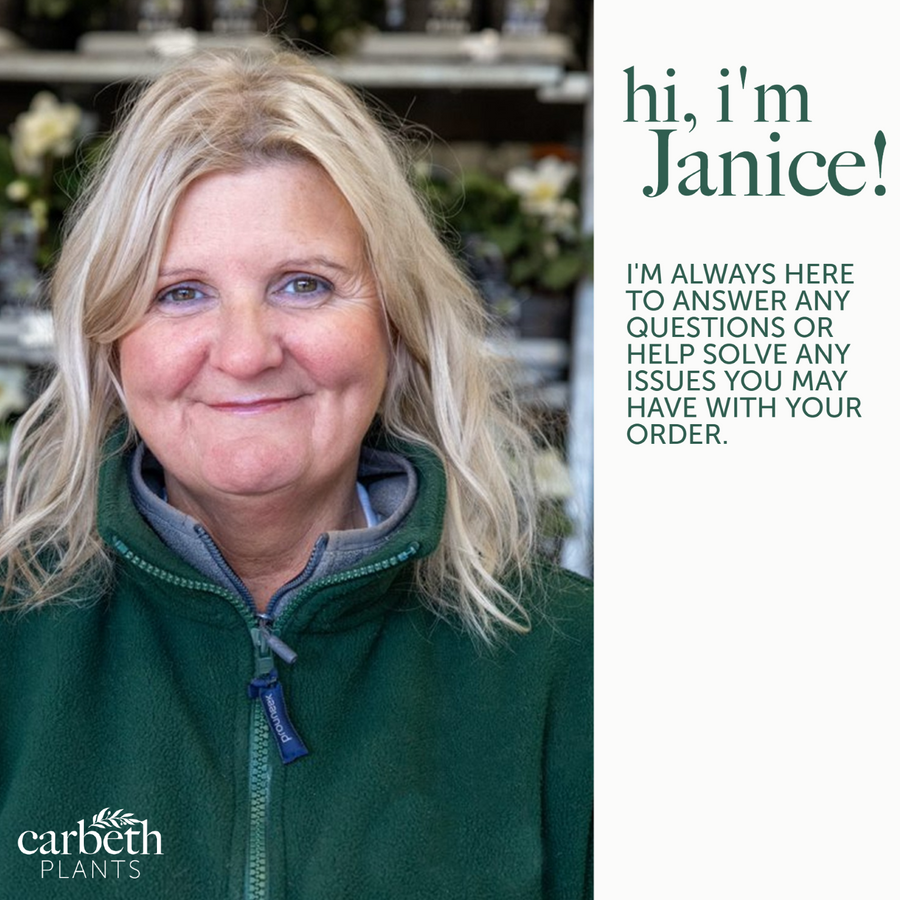 White Rose Bush - Madame Alfred Carriere customerservice1 7