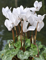 Cyclamen Hederifolium  2