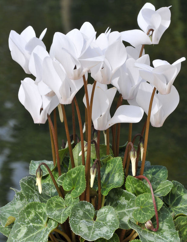 Cyclamen Hederifolium  2