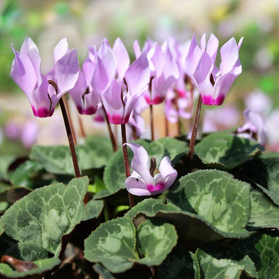 Autumn Flowering & Foliage Plant Mix  7