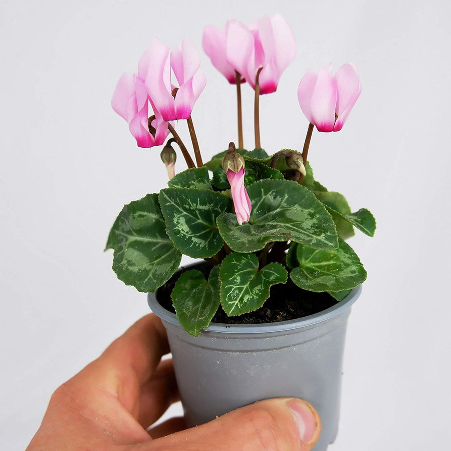 Cyclamen Plant Mix 6 x Cyclamen Plant Mix image3 2