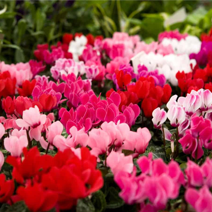 Cyclamen Plant Mix 6 x Cyclamen Plant Mix image2 3
