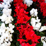 Cyclamen Red & White A display of red and white cyclamen flowers arranged in alternating rows, with lush marbled green foliage beneath the colourful blooms. 1