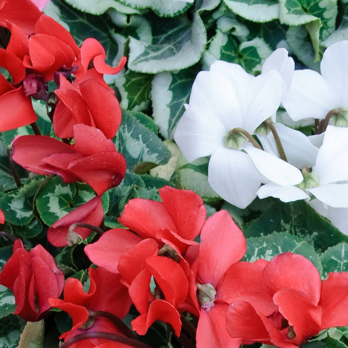 Cyclamen Red & White Close-up of red and white cyclamen flowers surrounded by variegated green leaves, showing the delicate, upswept petals of each bloom. 4