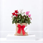 Cyclamen Carnaval Trio Gift Wrapped  1