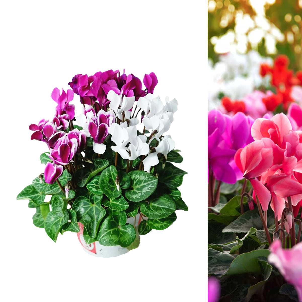 Cyclamen Persicum Tricolour  2