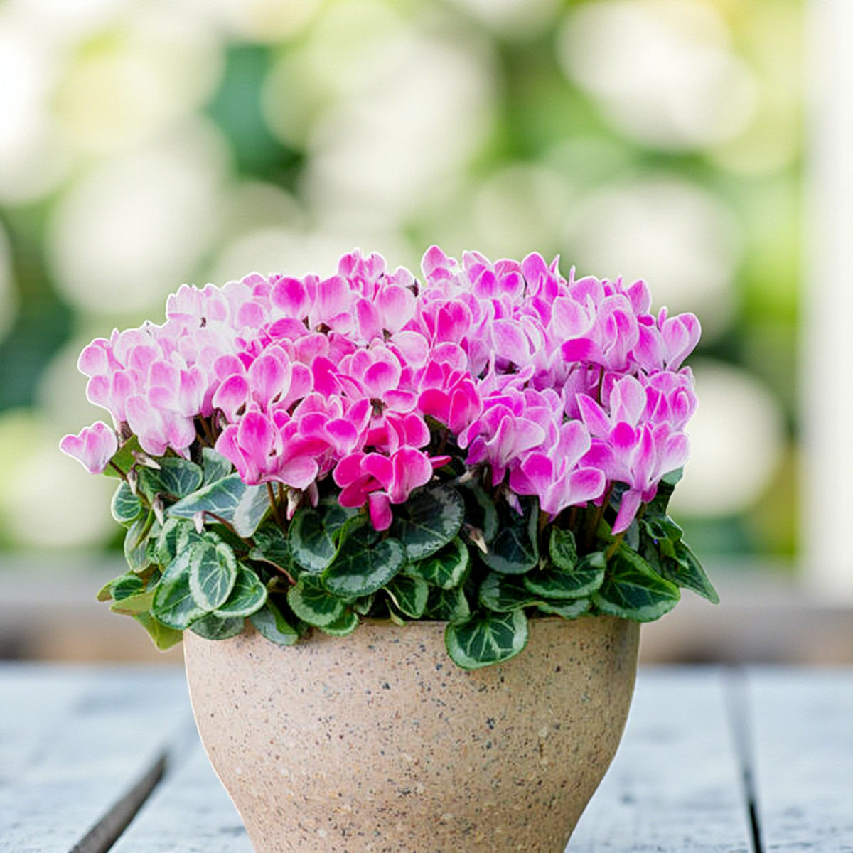 Cyclamen Persicum Tricolour  3