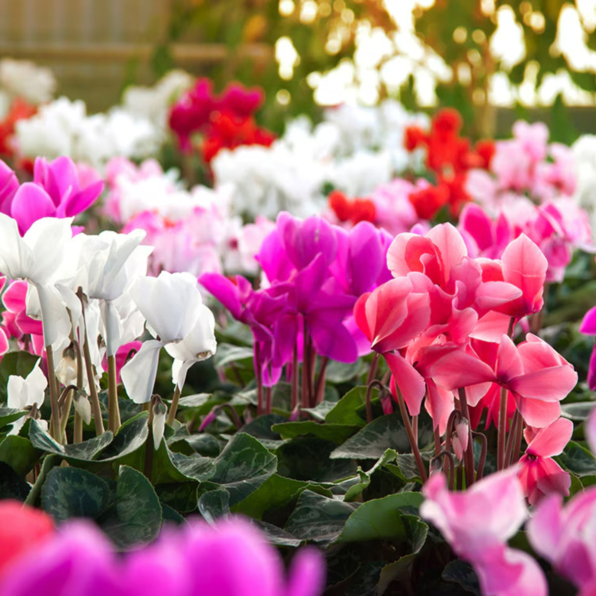 Cyclamen Persicum Tricolour  4