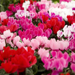 Cyclamen Persicum Tricolour  5