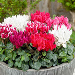 Cyclamen Persicum Tricolour  6