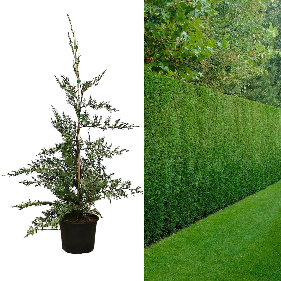Leylandii Cypress Plant Leyland Cypress Plant 40-50cm in Height image1 2