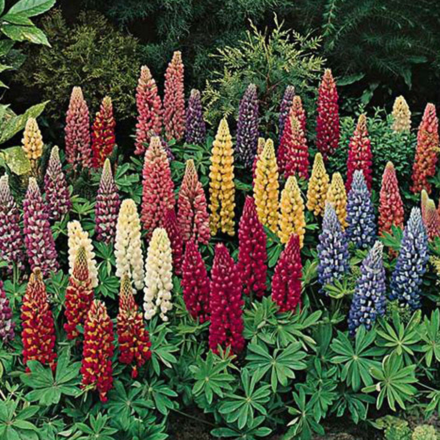 Lupin Perennials Red Lupin Perennials 'Red' image3 3