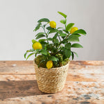Citrus Tree Mix (Lemon & Calamondin)  2