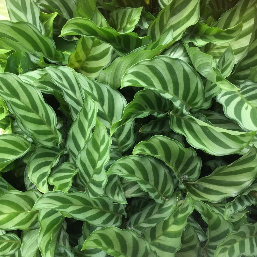 Small House Plant Mix d606467ab81ef177f00645d5f29e409e 4