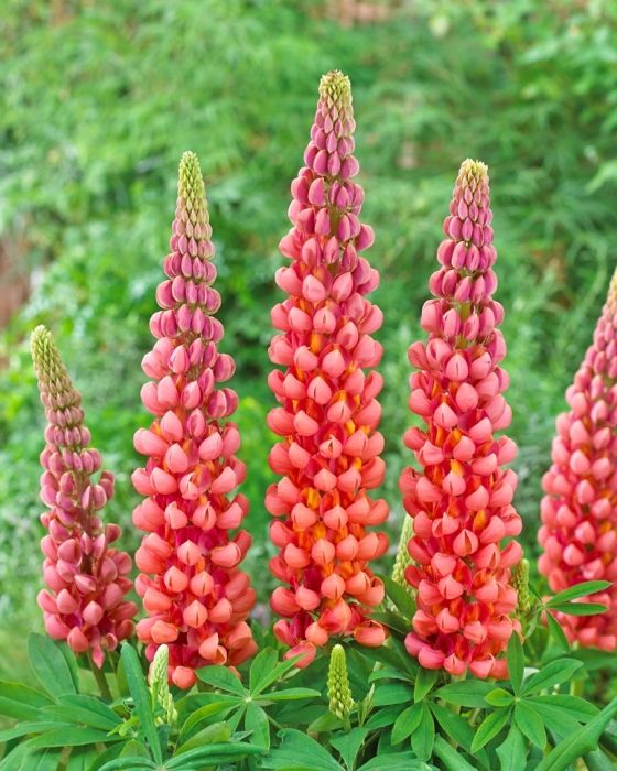 Lupin 'West Country' Plant Mix (2 Plants) Lupin 'West Country' Plant Mix (2 Plants) image3 3