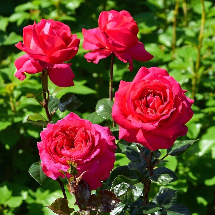 My Dad Bare Root Rose  2