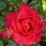 My Dad Bare Root Rose  3