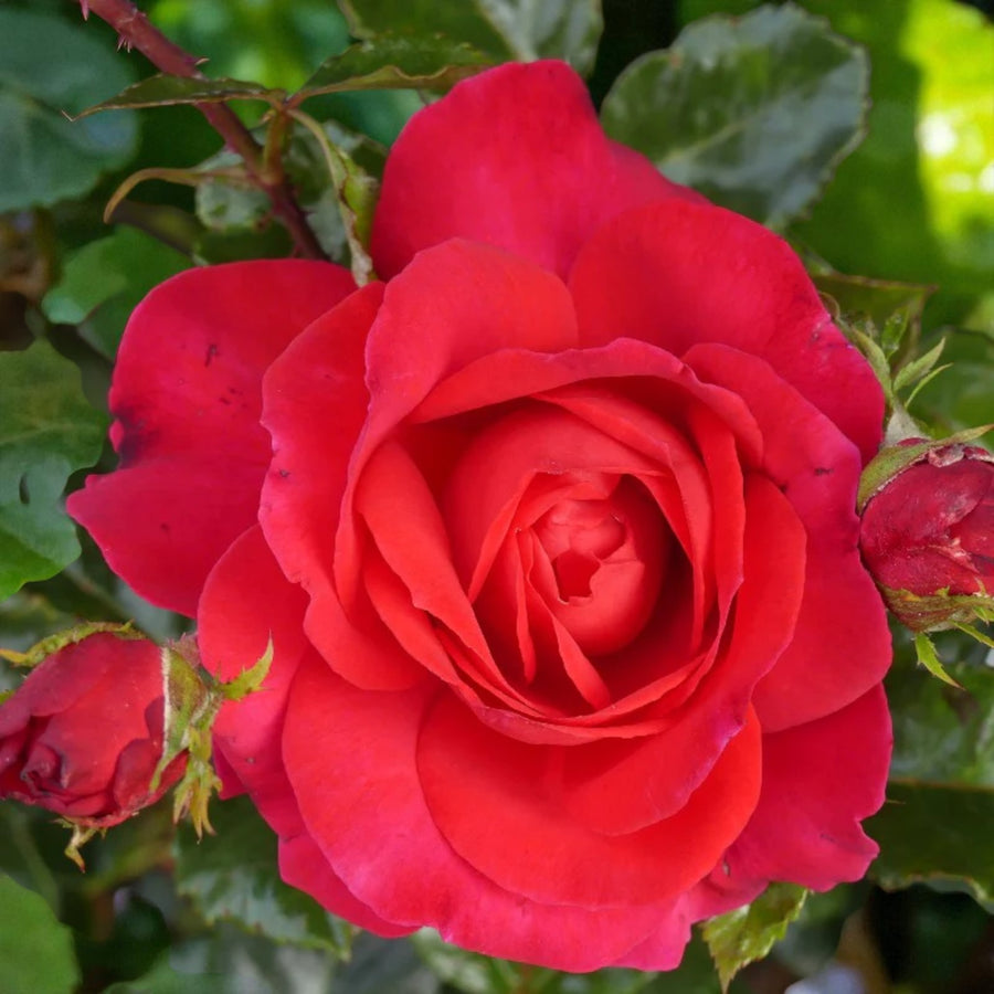 My Dad Bare Root Rose  3