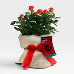 Special Dad Rose Bush Gift Wrapped  1