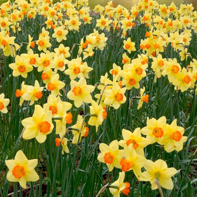 Yellow daffodils blooming in a vibrant field under clear blue skies, creating a cheerful springtime scene.