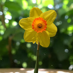 Daffodil Red Devon Spring Bulbs Close up of yellow daffodil with blurred green garden background. 3
