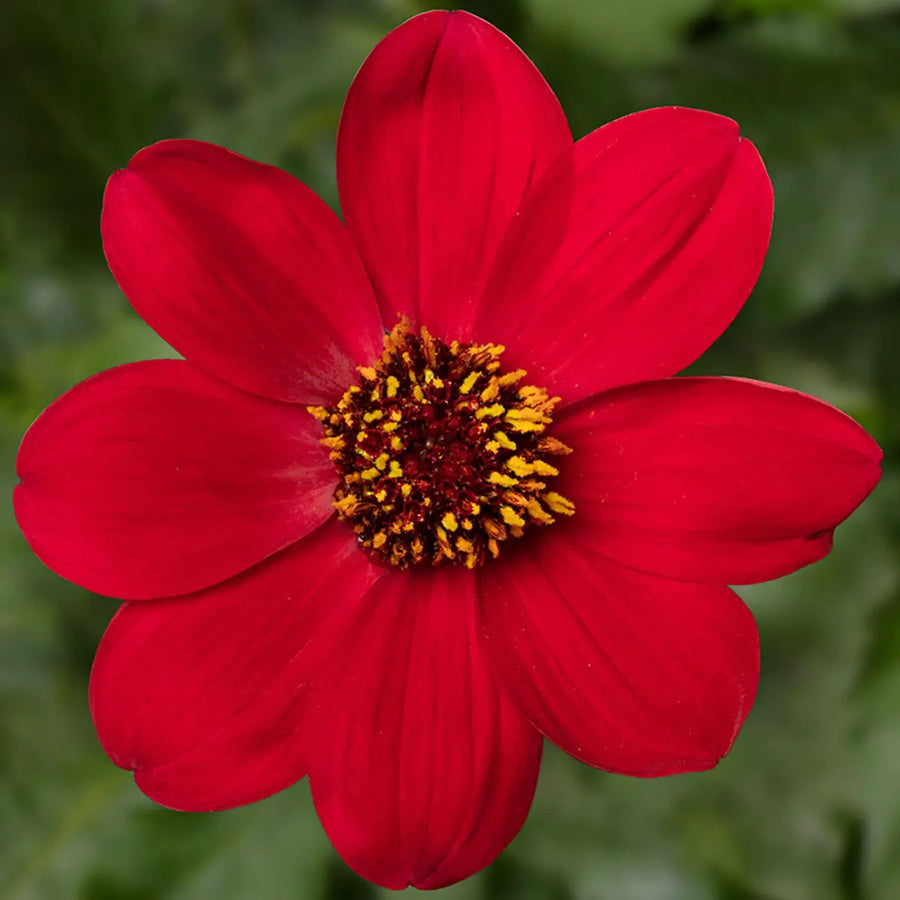 Dahlia Dahlegria  3