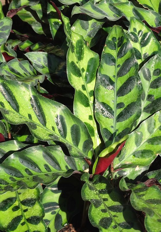 Calathea Lancifolia Calathea lancifolia in 6cm Pot image3 1