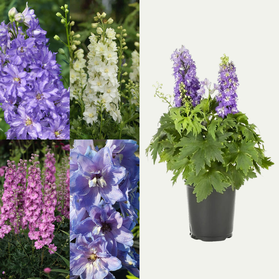 Delphinium Delgenius Plant Mix (2 Plants) Delphinium Delgenius Plant Mix (2 Plants) image1 2