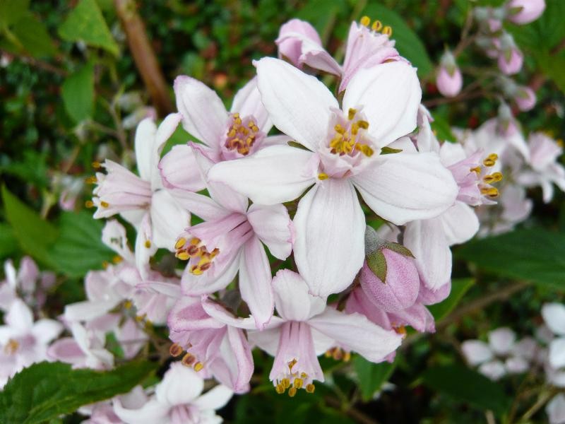 Deutzia Mont Rose - Pink Star Shaped Flowers Deutzia Mont Rose - Pink Star Shaped Flowers image2 1