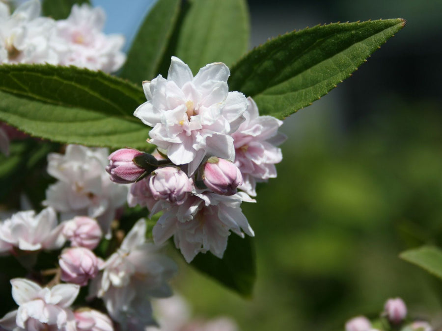 Deutzia Mont Rose - Pink Star Shaped Flowers Deutzia Mont Rose - Pink Star Shaped Flowers image3 3