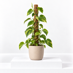 Devil's Ivy Pothos on Moss Pole  1