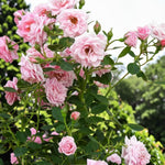 Fantastic at 50 Rose Bush Gift Wrapped  2