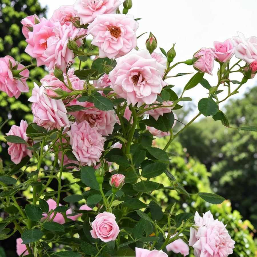 Fantastic at 50 Rose Bush Gift Wrapped  2