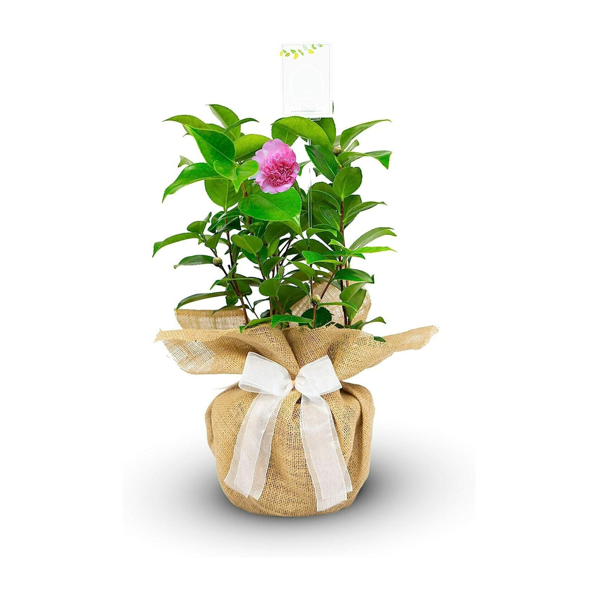 Camellia Diamond Head Gift Wrapped 60th Wedding Anniversary