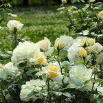 Diamond 60th Wedding Anniversary Rose Bush Gift Wrapped  3